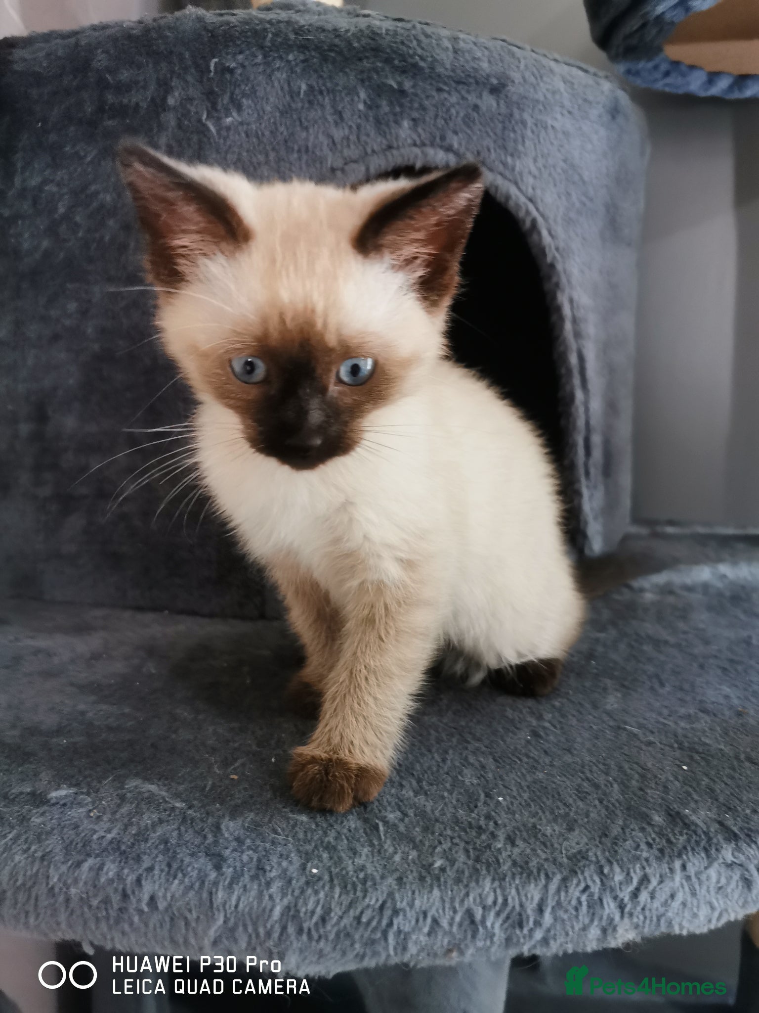 Mixed Breed cats for sale: Ragdoll cross Siamese kittens  - Advert 5