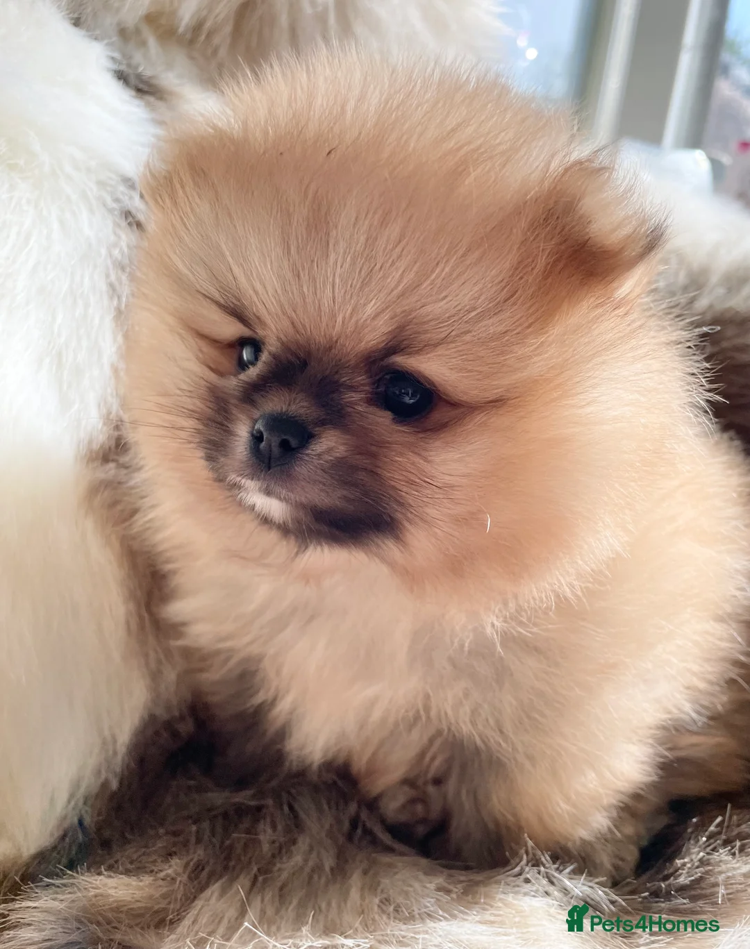 Pomeranian dogs for sale: OUTSTANDING SHOW TYPE ORANGE BOY AVAILABLE   - Advert 1