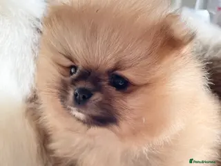 Pomeranian dogs OUTSTANDING SHOW TYPE ORANGE BOY AVAILABLE - Advert 6
