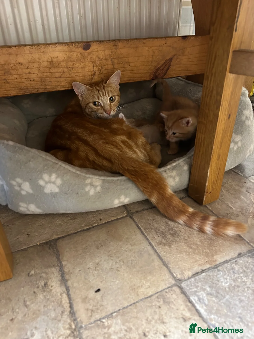 Mixed Breed cats for sale: Adorable farm kittens - Advert 2