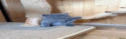 British Shorthair cats for sale: 🐾 British shorthair kitten for sale 🐾 - Advert 17