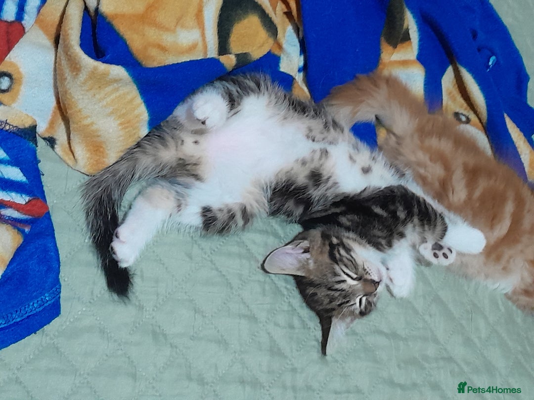 Mixed Breed cats for sale: 5 Beautiful gorgeous kittens 😺😼😻😸😹 - Image 10