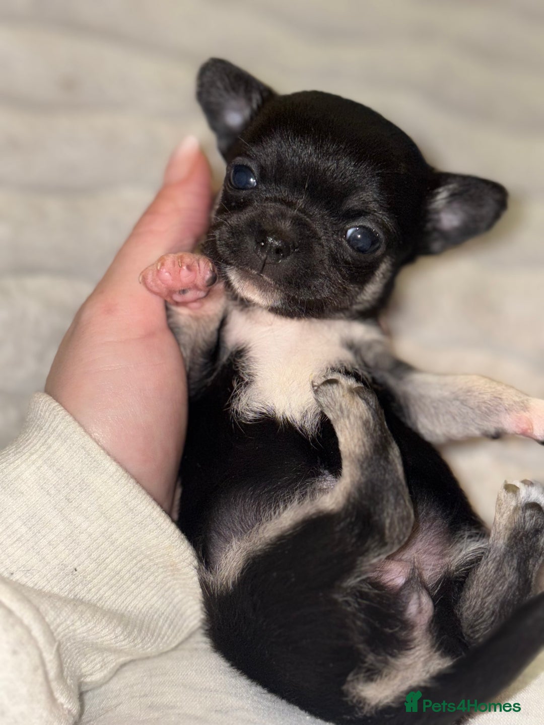 Chihuahua dogs for sale: Chihuahua Puppies - Advert 1