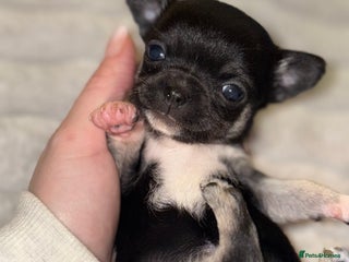 Chihuahua dogs Chihuahua Puppies - Advert 1