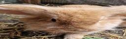 Lionhead rabbits for sale: Beautiful Female lionhead lop eader rabbits  - Advert 1