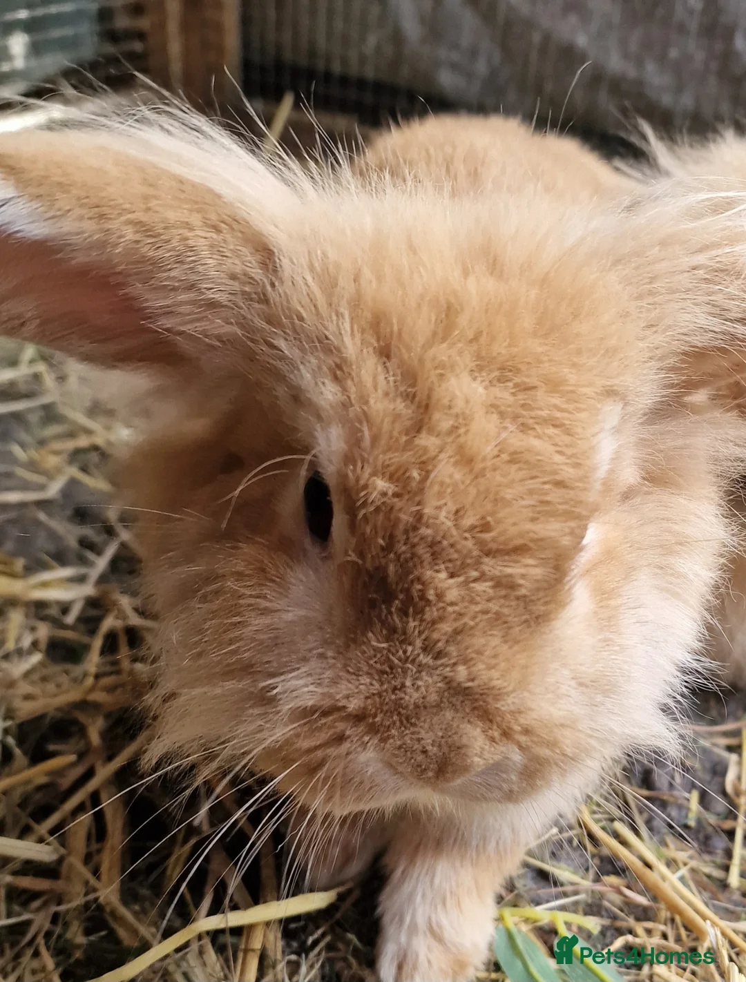 Lionhead rabbits for sale: Beautiful Female lionhead lop eader rabbits  - Advert 1