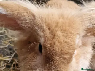 Lionhead rabbits Beautiful Female lionhead lop eader rabbits - Advert 11