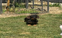 Miniature Dachshund dogs for stud: Mini wire haired boy for stud!! Health tested!!! - Image 1