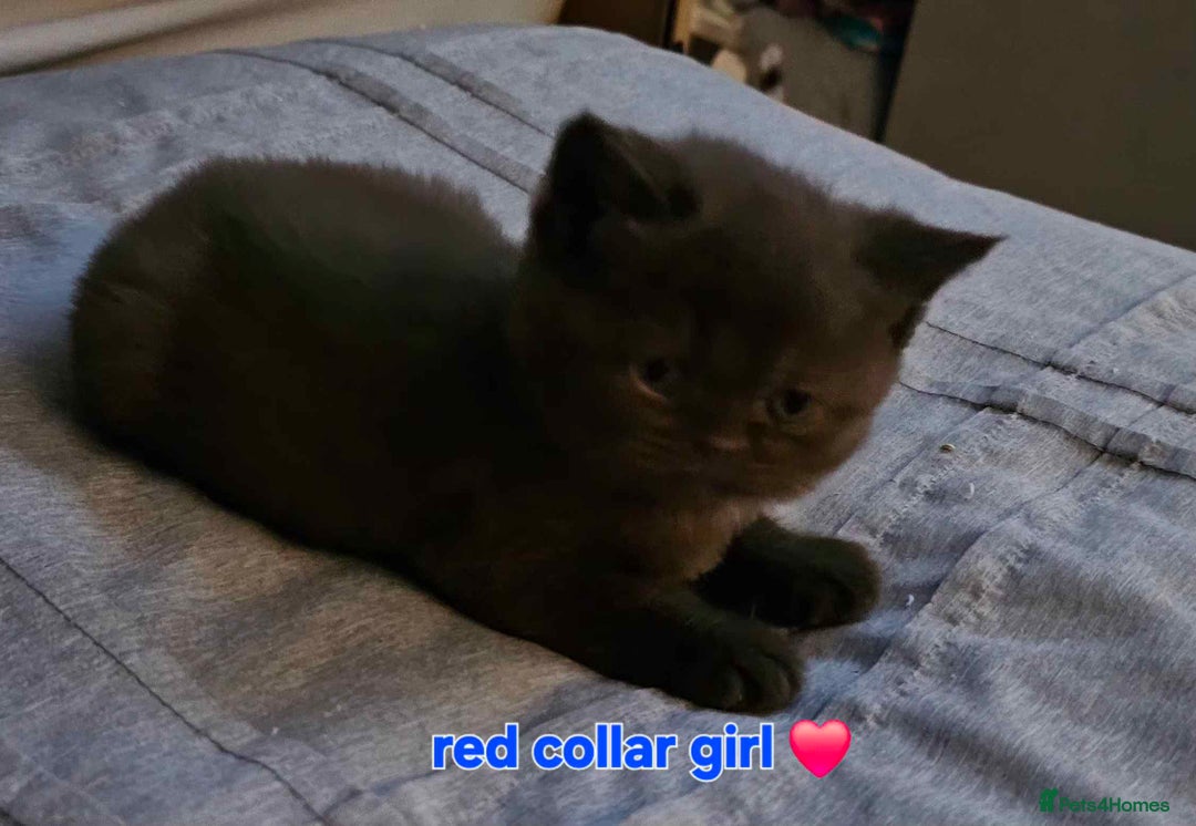 British Shorthair cats for sale: Beautiful  British  shorthair  kittens - Advert 6