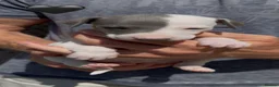 Whippet dogs for sale: READY TO GO - Healthy, well-bred, KC Whippet pups - Advert 9