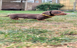 Miniature Dachshund dogs for sale: Smooth haired miniature dachshund  - Image 9