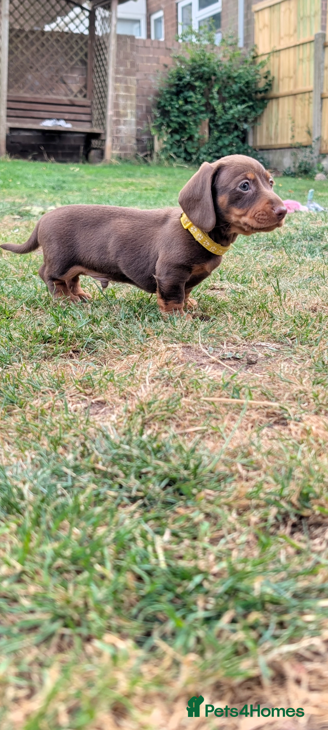 Miniature Dachshund dogs for sale: Smooth haired miniature dachshund  - Image 9