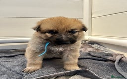 German Shepherd dogs for sale: BEAUTIFUL GERMAN SHEPHERD PUPPIES 😍 - Image 13