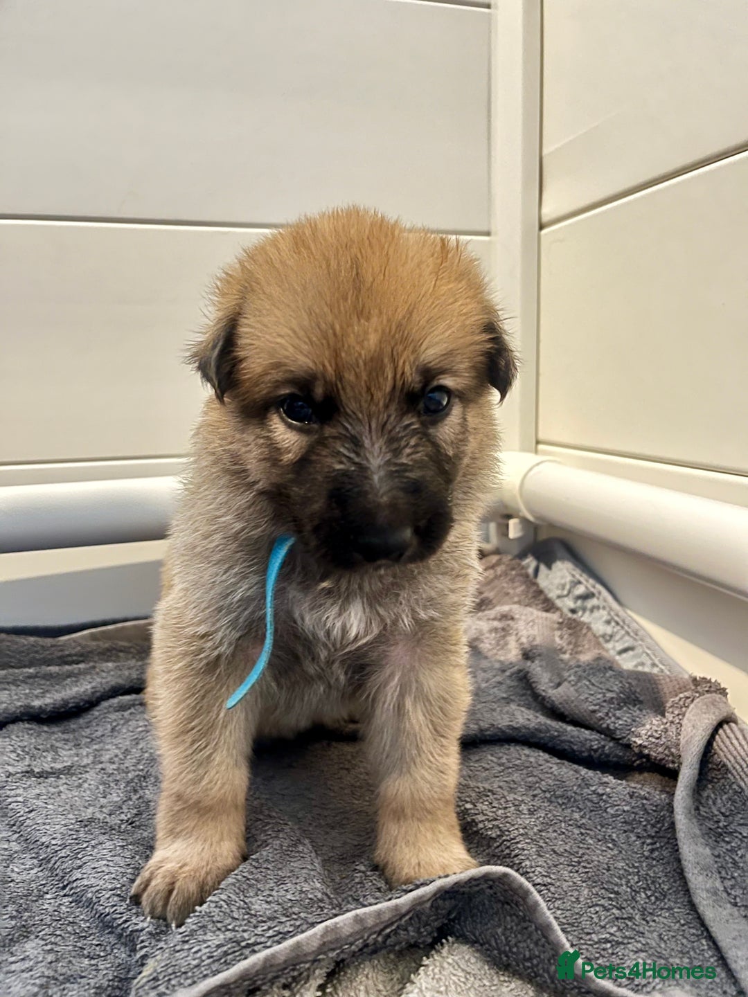 German Shepherd dogs for sale: BEAUTIFUL GERMAN SHEPHERD PUPPIES 😍 - Image 13