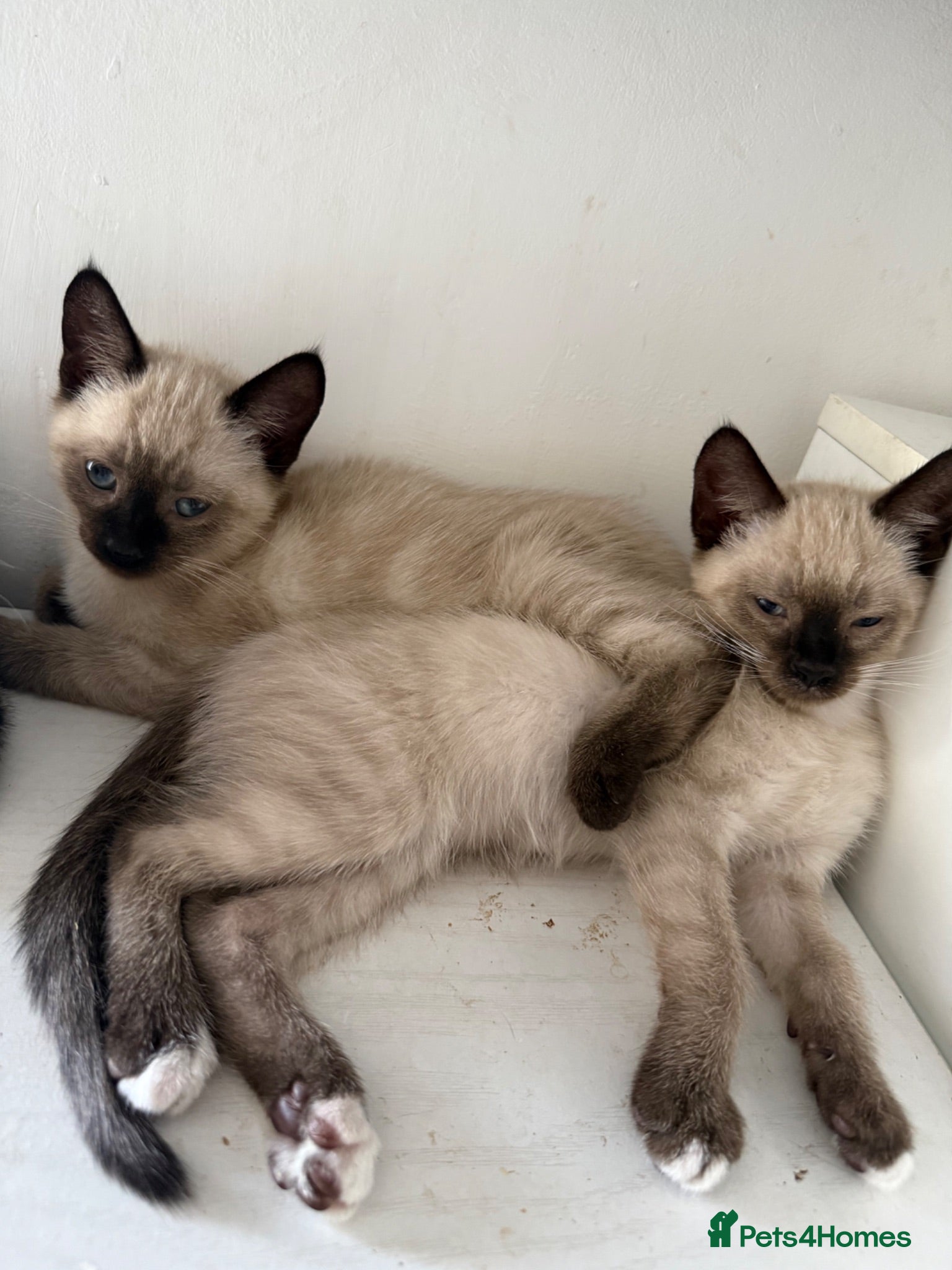 Siamese cats 2 girls 🩷 and 2 boys 🩵 looking for home.  - Advert 2