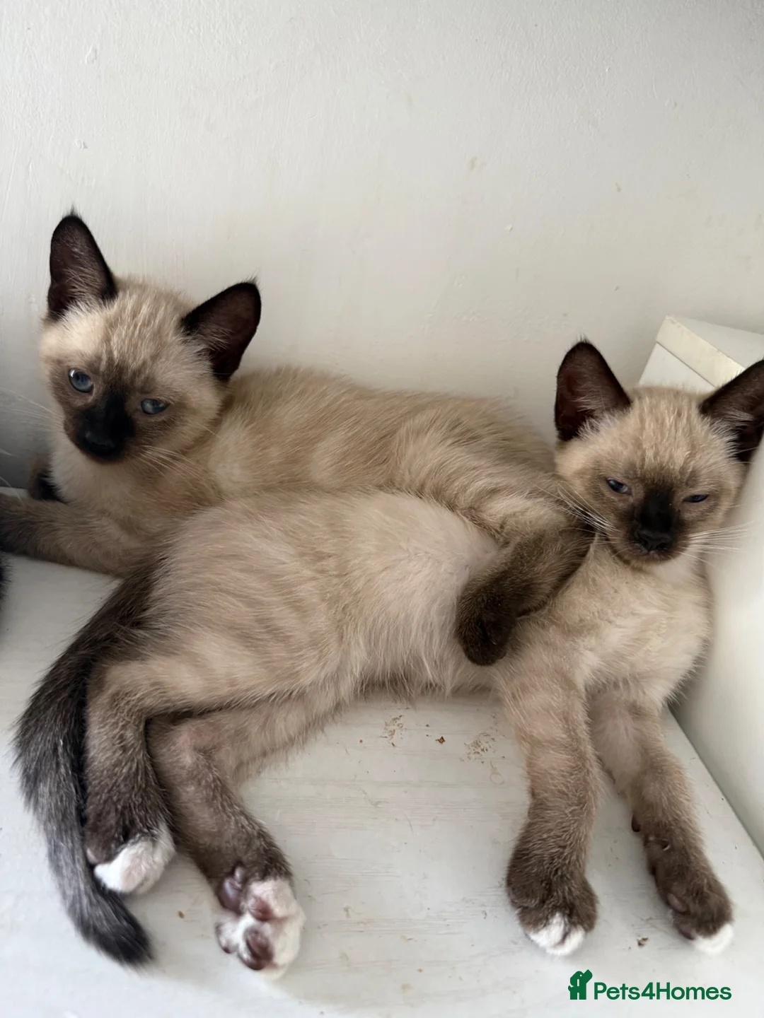Siamese cats for sale: 2 girls 🩷 and 2 boys 🩵 looking for home.  - Advert 2