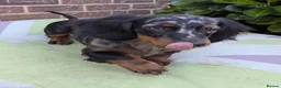 Miniature Dachshund dogs for sale: Dachchund puppy boy in Wellingborough - Advert 4