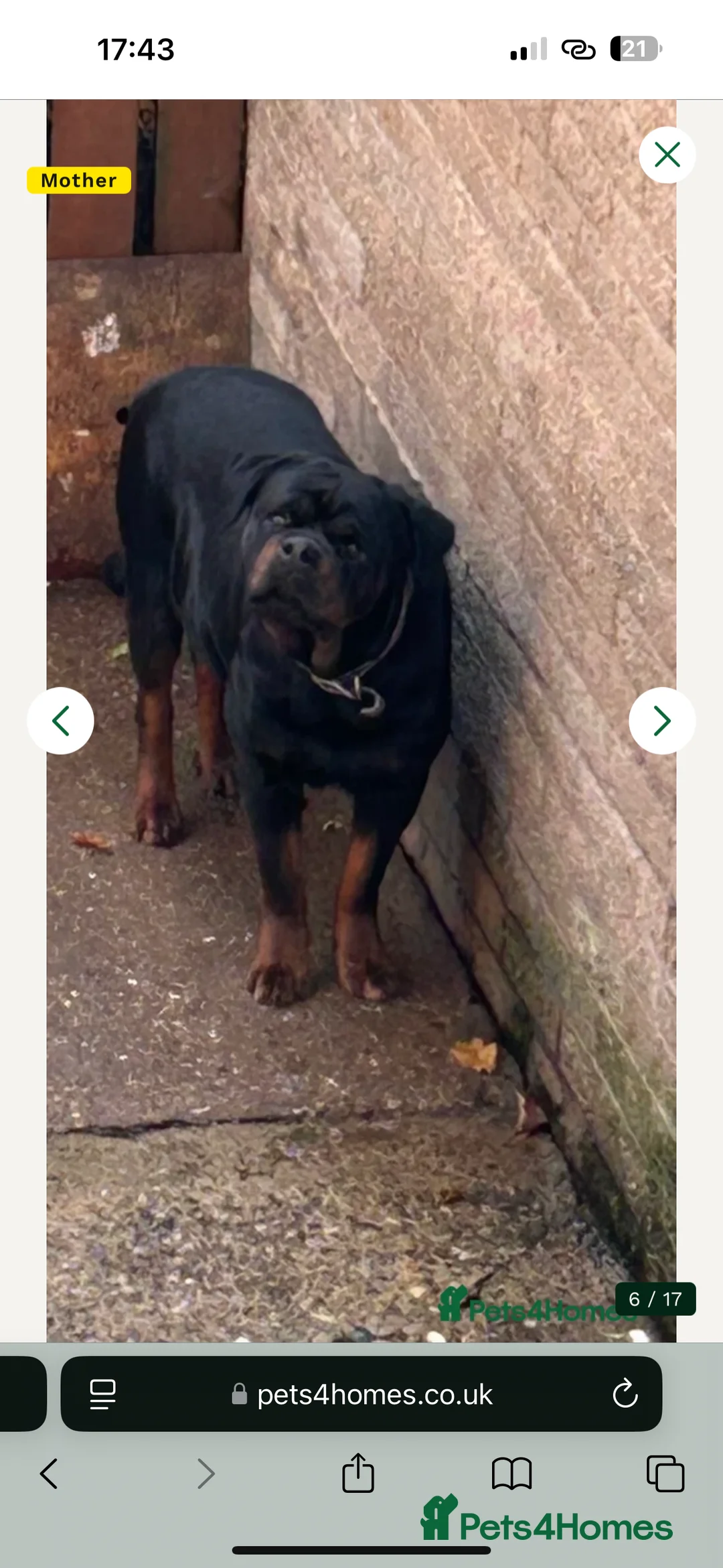 Rottweiler dogs for sale: Rottweiler puppy  in Pontefract - Advert 3