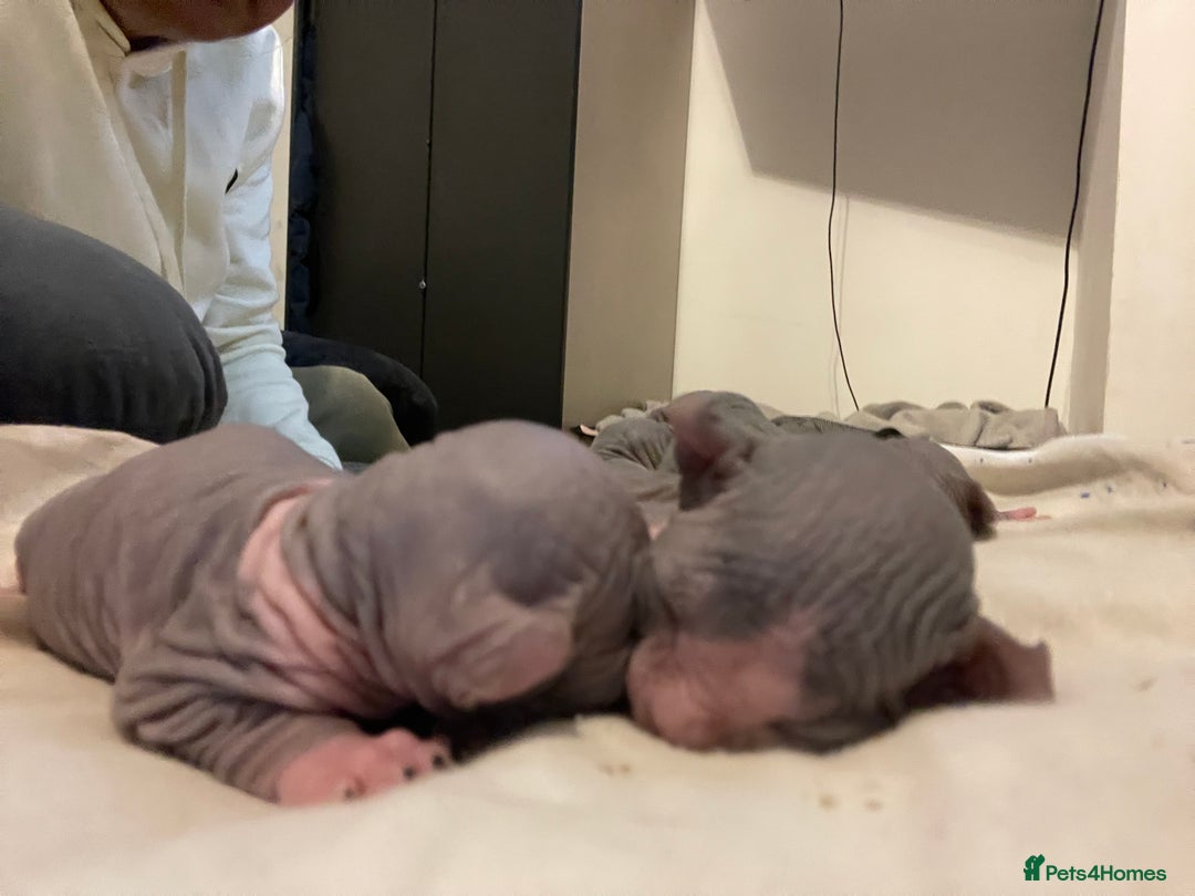 Sphynx cats for sale: Beautiful blue litter of Sphynx kittens - Advert 9