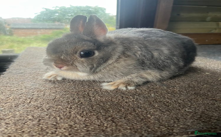 Netherland Dwarf rabbits - Advert 10