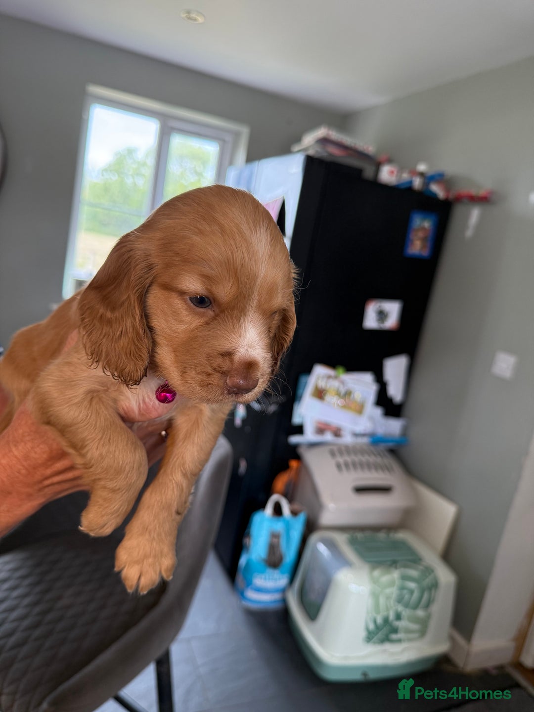 Cocker Spaniel dogs for sale: Cocker spaniel puppies for sale  - Image 3