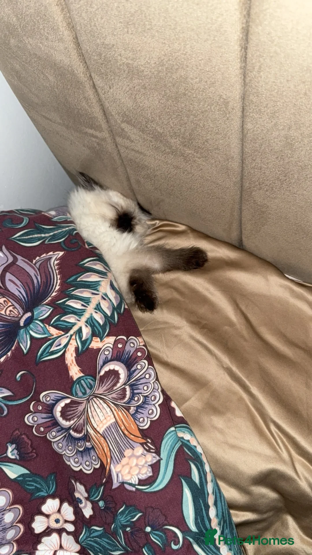 Ragdoll cats for sale: Ragdoll - Advert 12