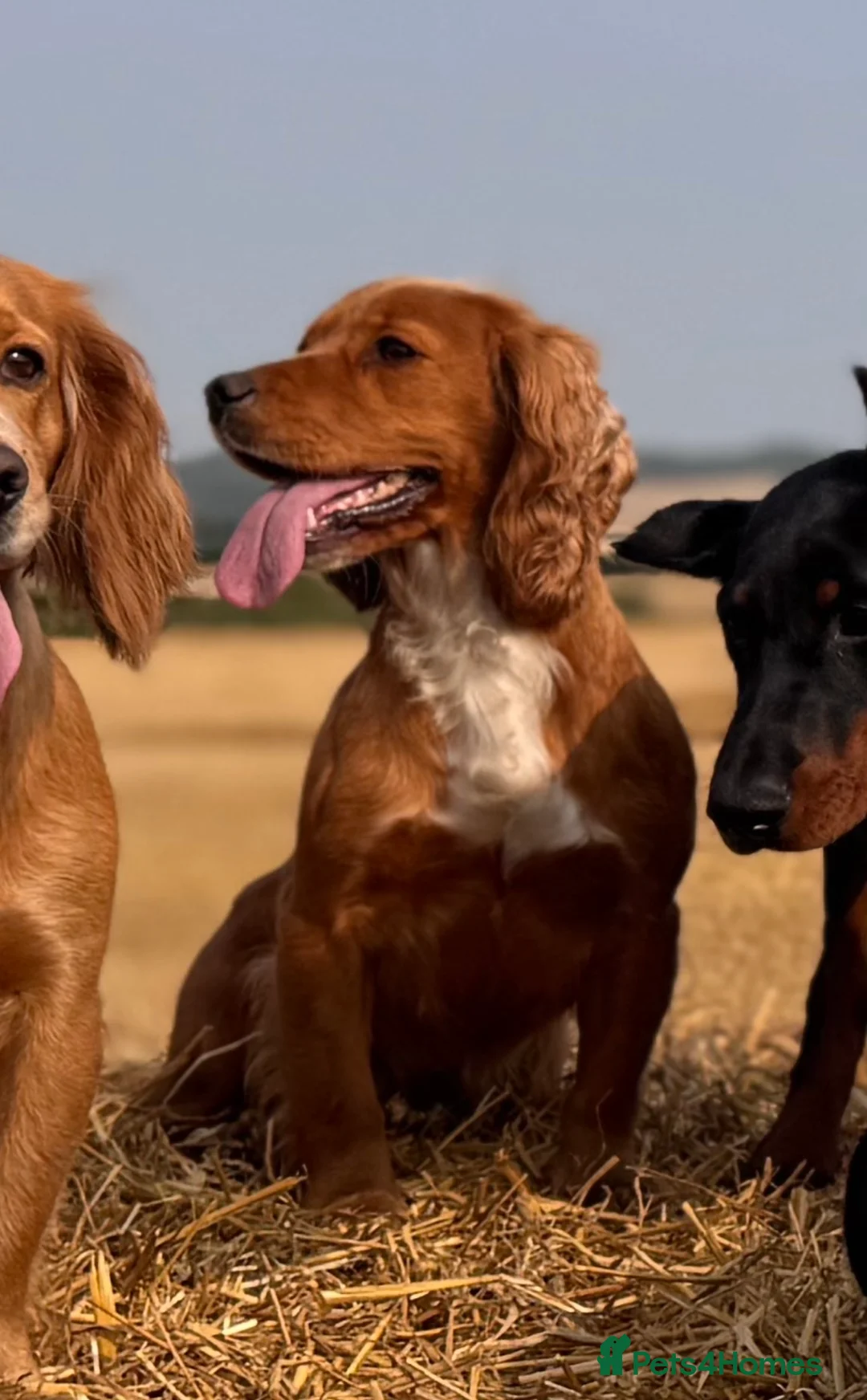 Cocker Spaniel dogs for sale: KC Working Cocker Spaniel Puppies in North Berwick - Advert 2