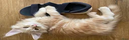 Maine Coon cats for sale: Beautiful Main Coon Kittens Ready - Advert 3