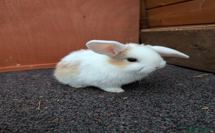 Mini Lop rabbits - Advert 8