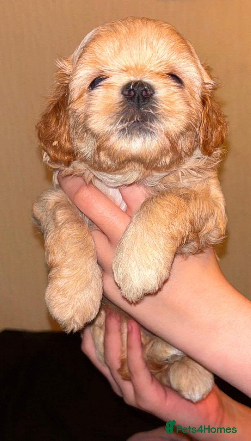 Shihpoo dogs Beautiful F1 Shihpoos - Advert 1