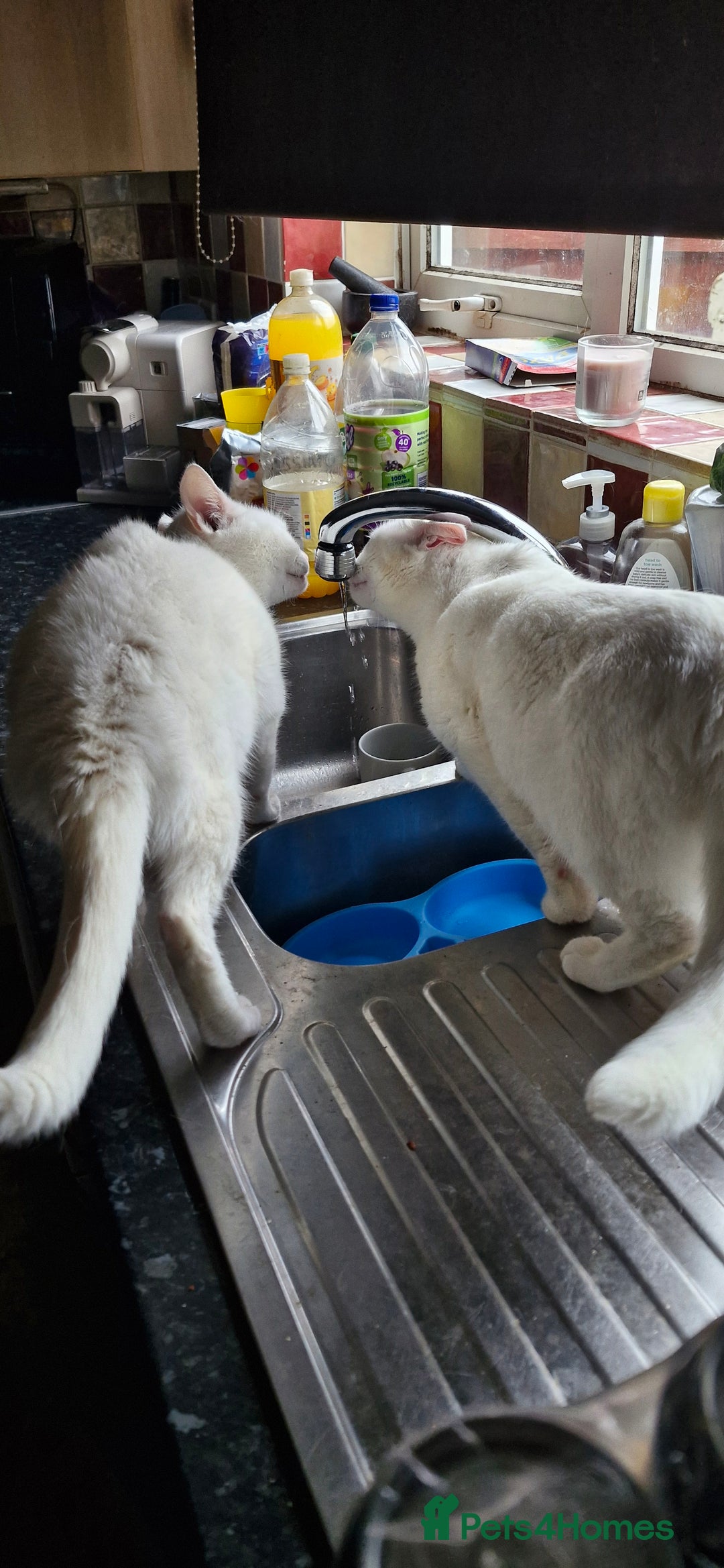 Mixed Breed cats for sale: Mother and Daughter pure white cats - Advert 3