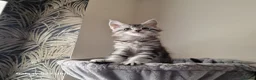 Maine Coon cats for sale: Licensed breeder-maine coon kittens - Advert 26