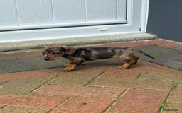 Miniature Dachshund dogs for sale: Miniature dachshund puppies  - Image 8