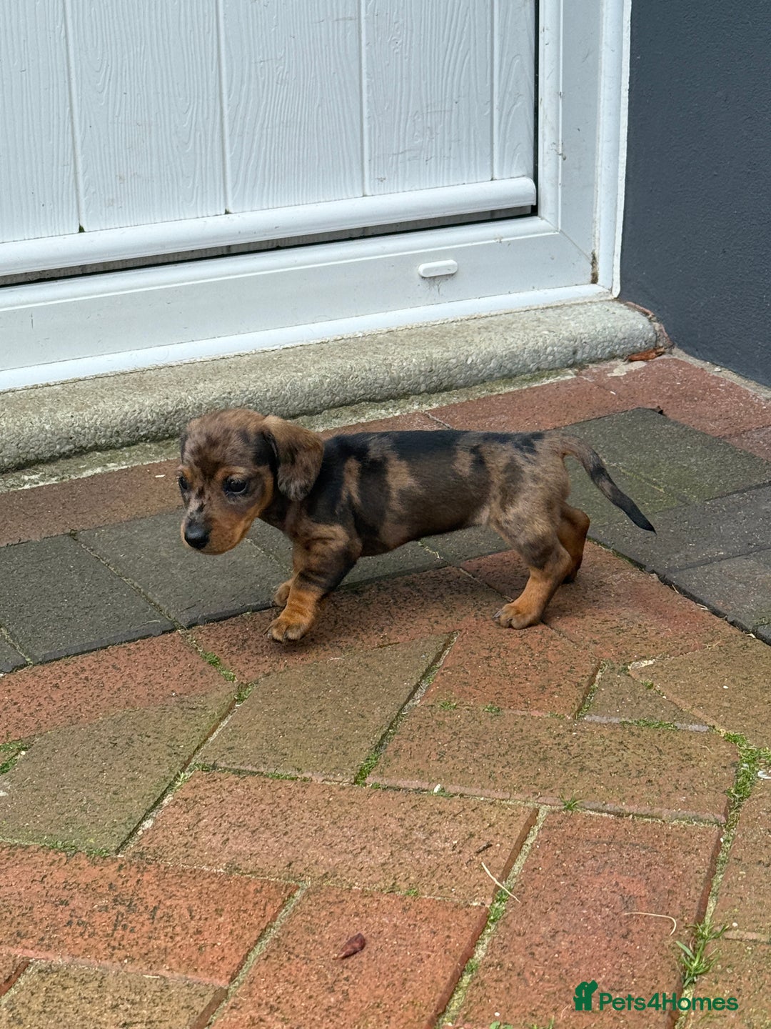 Miniature Dachshund dogs for sale: Miniature dachshund puppies  - Image 8