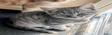 Mixed Breed 1