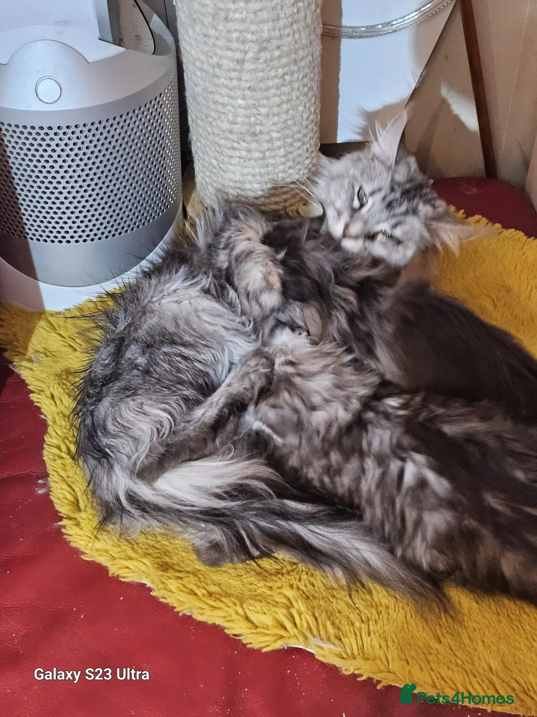 Maine Coon cats for sale: BEAUTIFUL MAINE COON KITTENS FOR SALE - Advert 25