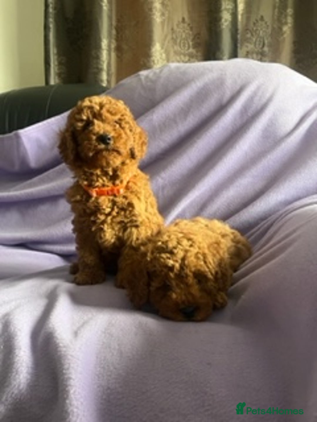 Toy Poodle dogs for sale: 4 red toy poodle pups  - Advert 3