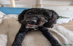 Mixed Breed dogs for sale: Female Lakipoo needs new home of her own - Image 1