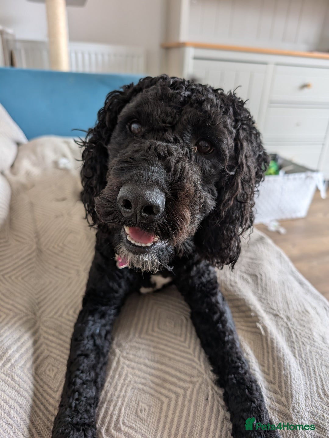 Mixed Breed dogs for sale: Female Lakipoo needs new home of her own - Image 1