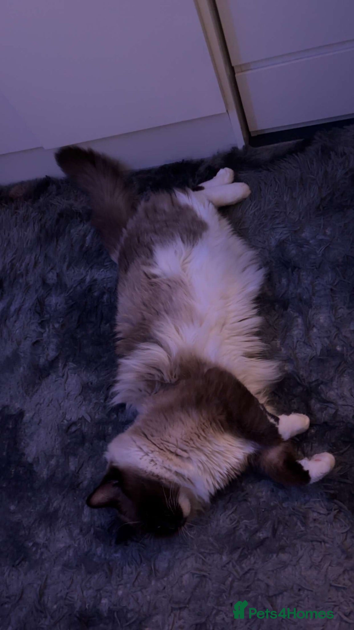 Ragdoll cats Ragdoll male for stud  - Advert 1