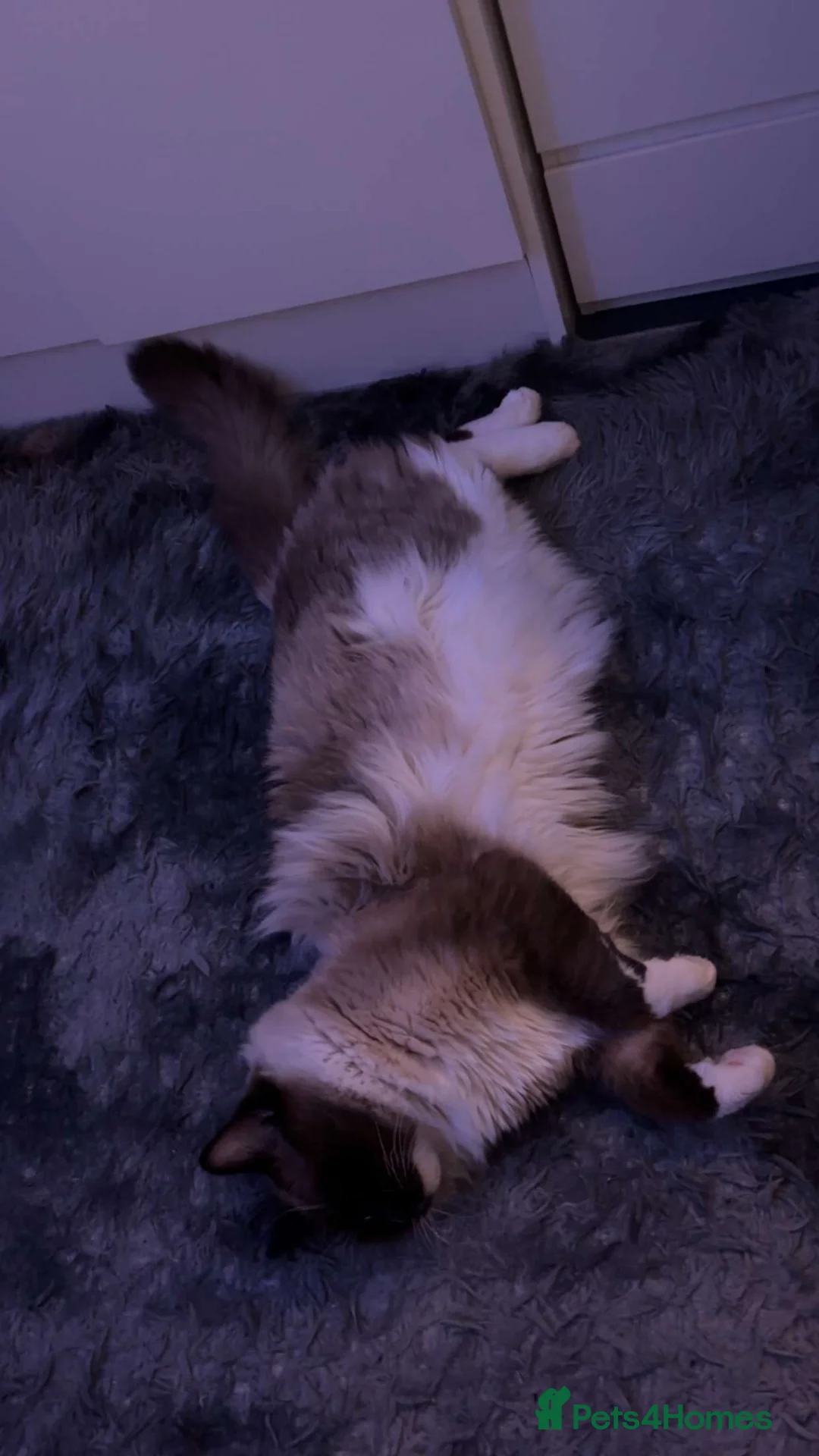 Ragdoll cats for stud: Ragdoll male for stud  - Advert 1