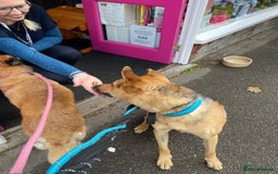 Mixed Breed dogs for adoption: Stunning Alfonz ready for love - Image 25