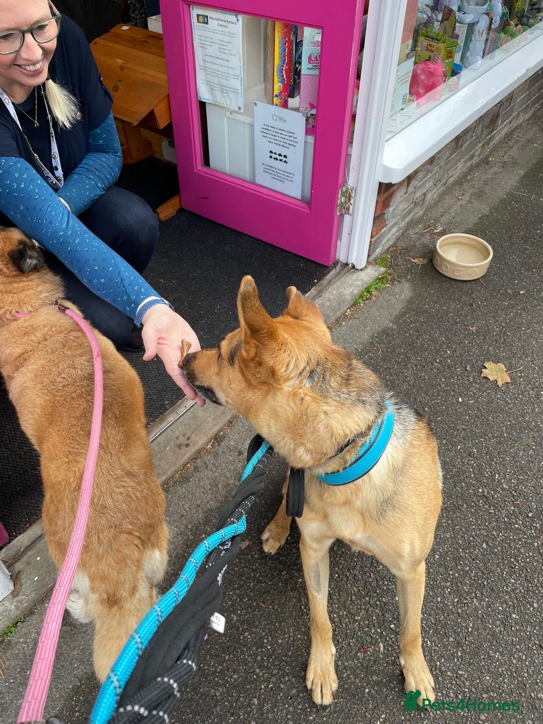 Mixed Breed dogs for adoption: Stunning Alfonz ready for love - Image 25