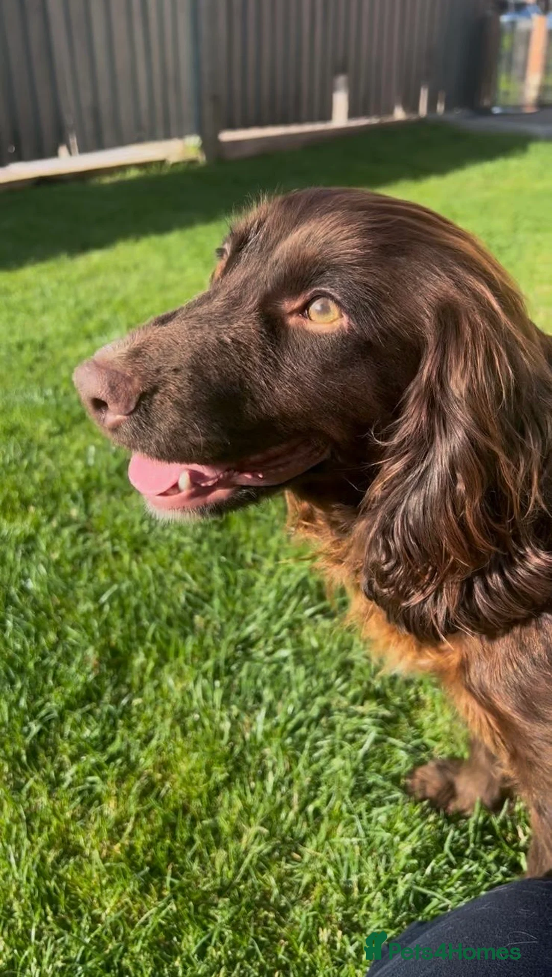 Cocker Spaniel dogs for sale: ⭐️BEAUTIFUL COCKER SPANIEL READY NOW ⭐️ - Advert 2