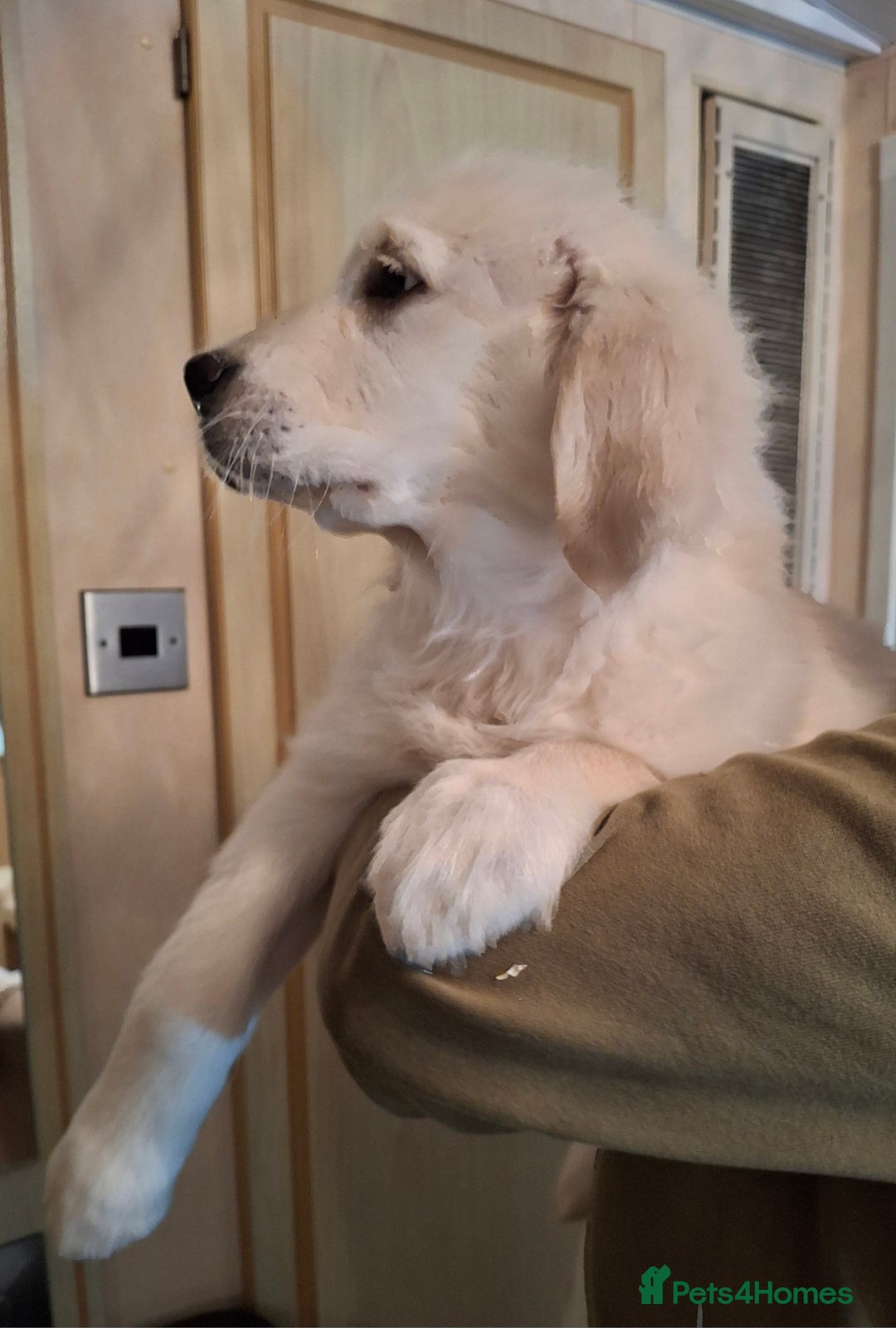 Golden Retriever dogs for sale: KC Registered Golden Retreiver Puppies  - Advert 5