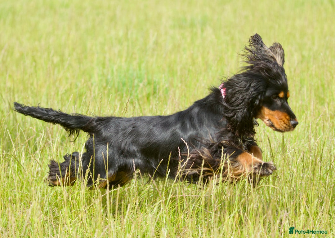 Cocker Spaniel dogs for sale: Show cocker spaniel puppies  - Advert 12