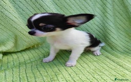 Chihuahua dogs for sale: Amazing Quality Long Coat Chihuahua puppies - Image 25