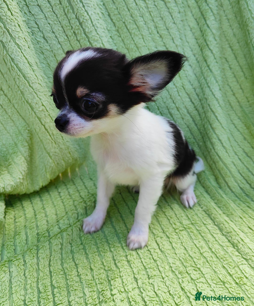 Chihuahua dogs for sale: Amazing Quality Long Coat Chihuahua puppies - Image 25