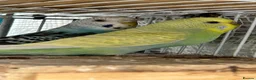 Budgerigars birds for sale: Bonded breeding pair budgies  - Advert 3