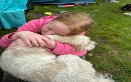 Cavapoo dogs for sale: F1b cavapoos- Red, apricot and white, collect16/12 - Image 9